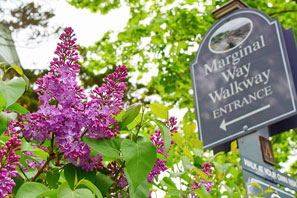 MW Lilac Brighter 2x3 Magnet