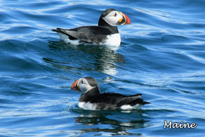 Puffins of Maine 2x3 Magnet