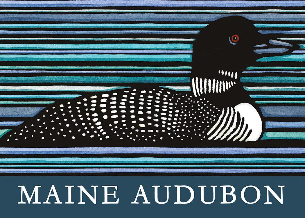 Loon Maine Audubon 2.5x3.5 Magnet