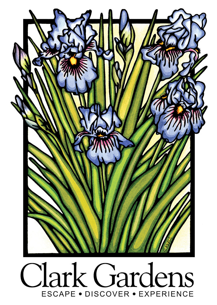 Irises Clark Gardens 2.5x3.5 Magnet