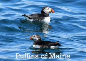 Puffins 2.5 x 3.5 Magnet