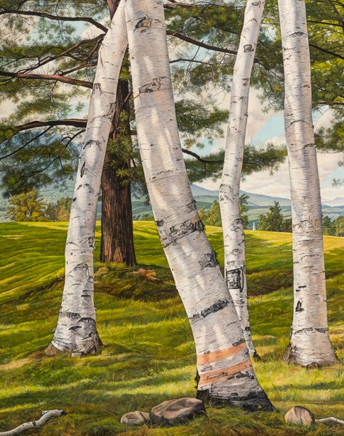 Birches Over Pine 11x14 Matted Print