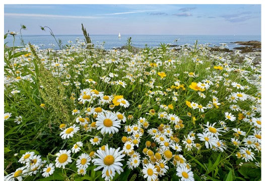 Marginal Way Daisies 5x7 Greeting Card