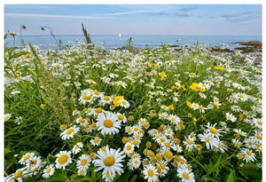 Marginal Way Daisies 5x7 Greeting Card