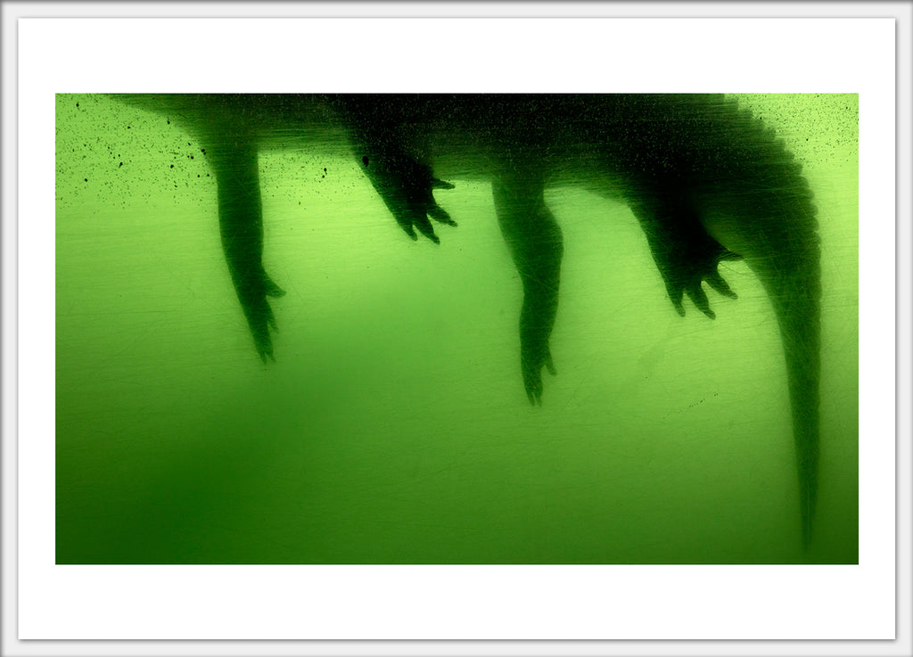 Gator 4.25x6 Postcard