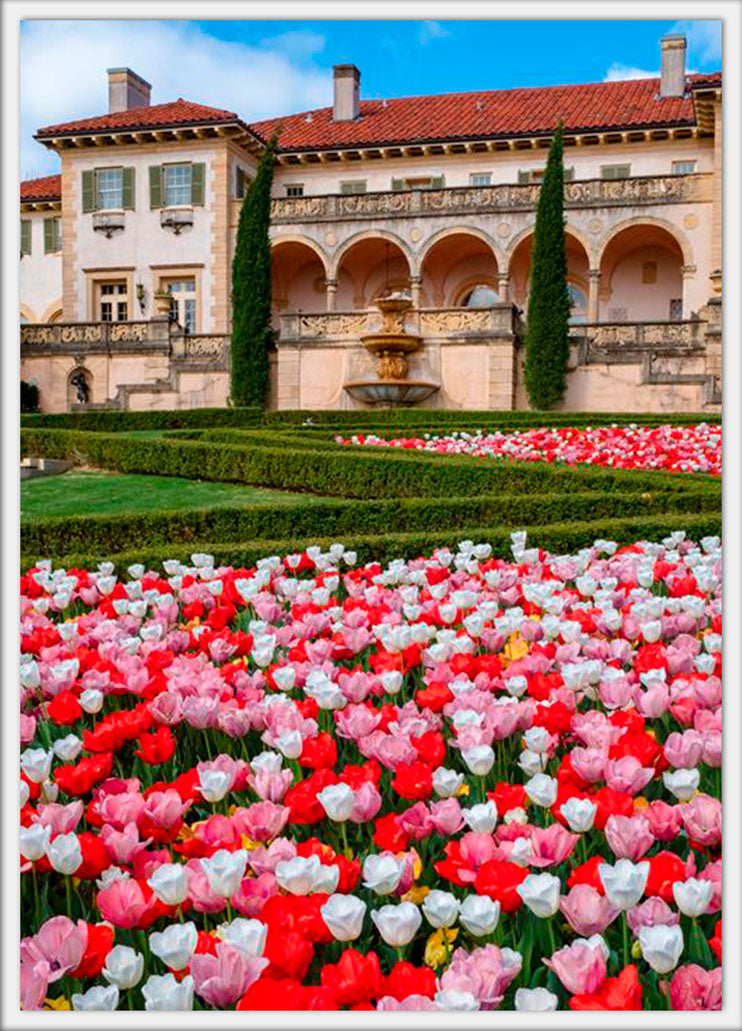 Tulips Back View 4x6 postcard