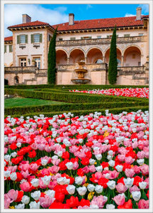 Tulips Back View 4x6 postcard