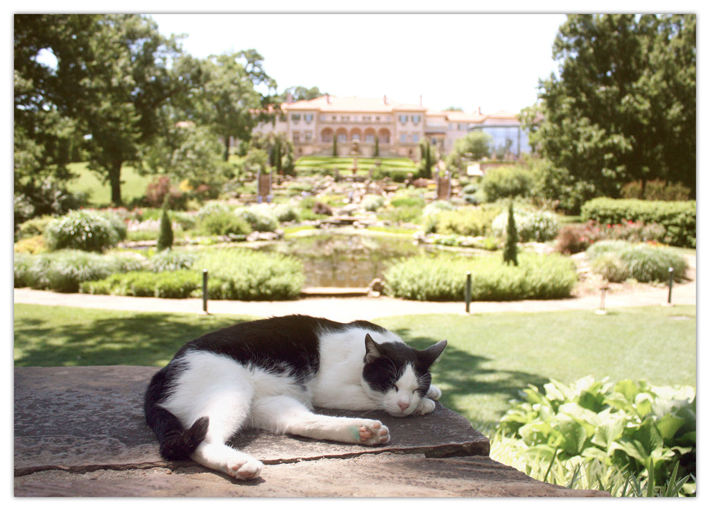Cat Scene #2 4x6 postcard
