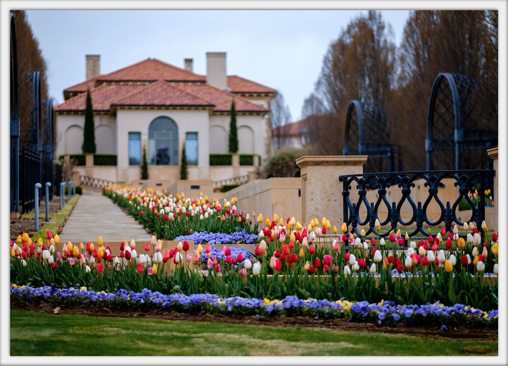 South Tulips 4x6 postcard