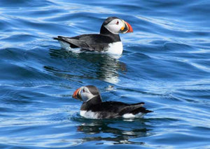 Maine Puffins 5x7 Greeting Card