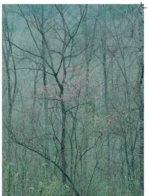 Porter Redbud Tree in Bottom Land Red River Gorge 5x7 Greeting Card