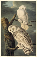 Snowy Owl M 11x14 Matted Print
