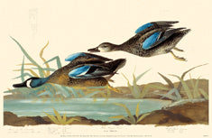 Blue Winged Teal 11x14 Matted Print