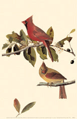 Northern Cardinal 11x14 Matted Print