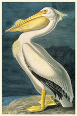 White Pelican 11x14 Matted Print