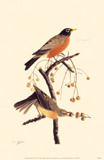 American Robin 11x14 Matted Print