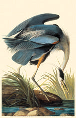 Great Blue Heron 11x14 Matted Print