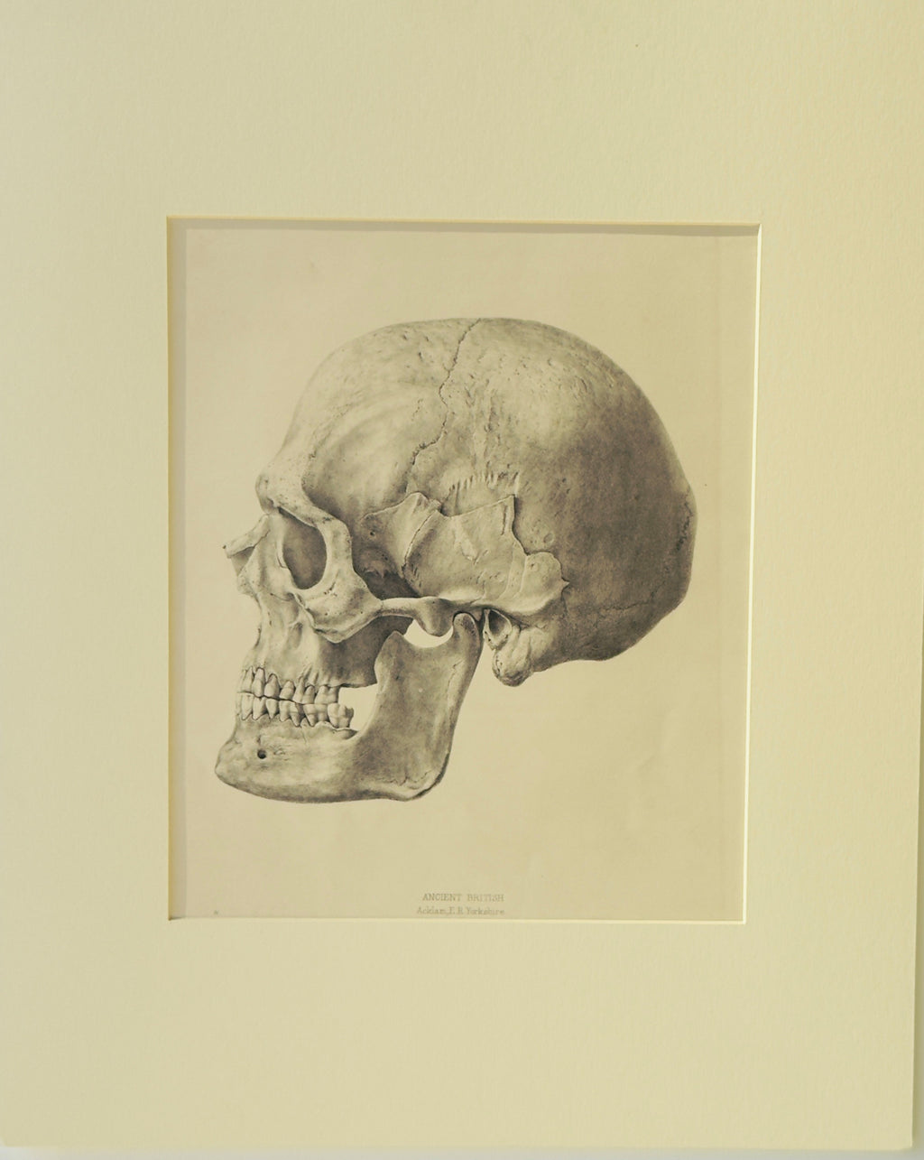 An Original 1860 Engraving from Crania Britannica