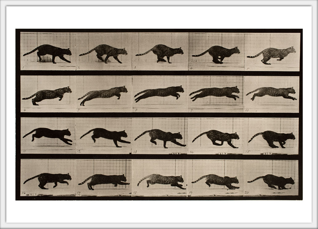 Cat galloping  Postcard 4x6