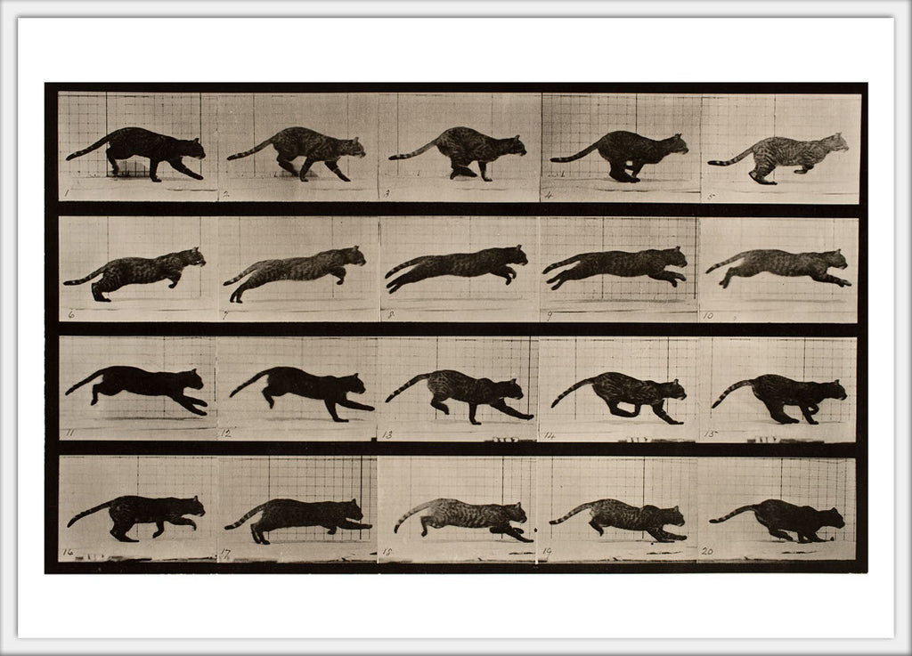 Cat galloping  Postcard 4x6