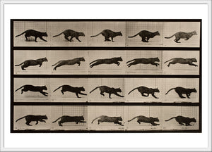 Cat galloping  Postcard 4x6