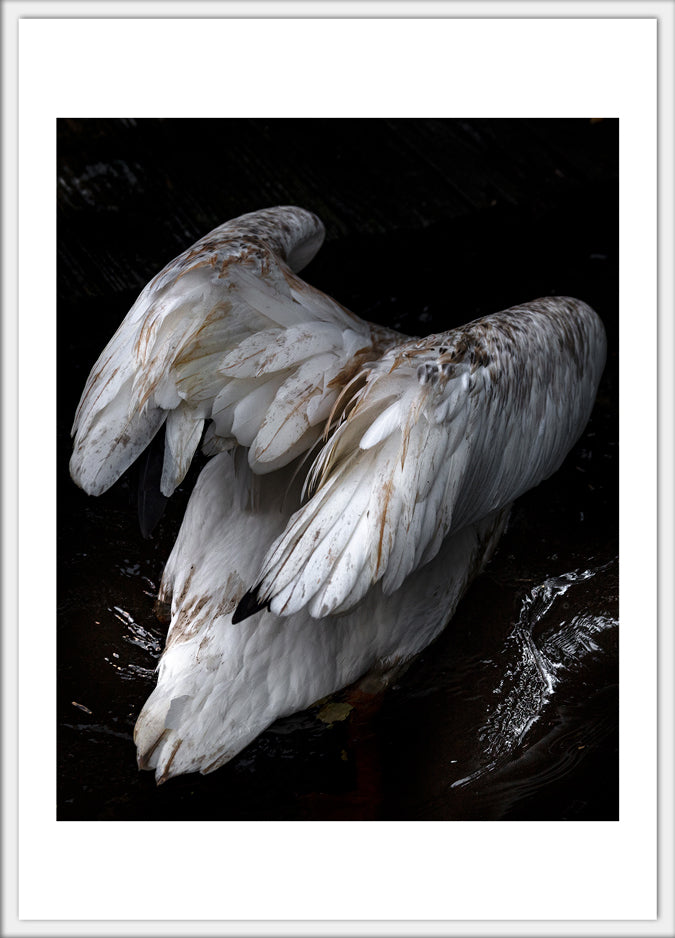 Diving Pelican 4.25x6 Postcard