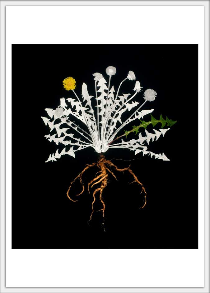 Jimmy Fike Dandelion 4x6 postcard