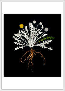 Jimmy Fike Dandelion 4x6 postcard