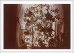 Plants and Windows Beaumont Newhall 4x6 postcard
